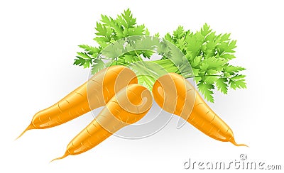 Fresh tasty orange carrots illustration Vector Illustration