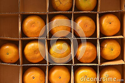 Fresh and tasty organic oranges in delivery packaging box. Stock Photo