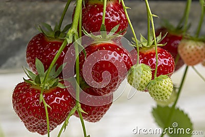 Fresh tasty ripe red and unripe green strawberries growing on strawberry farm Stock Photo