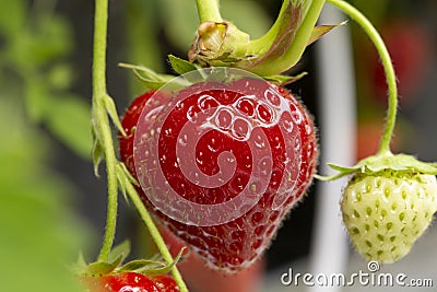 Fresh tasty ripe red and unripe green strawberries growing on strawberry farm Stock Photo