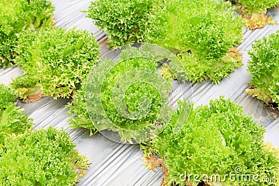 Fresh and tasty salad plantation Stock Photo