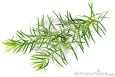 Fresh tea tree leaves isolated on white Stock Photo