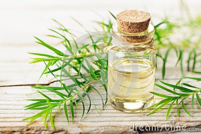 Fresh tea tree twig and essential oil on the wooden board Stock Photo