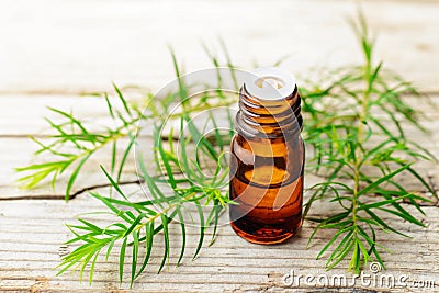 Fresh tea tree twig and essential oil on the wooden board Stock Photo