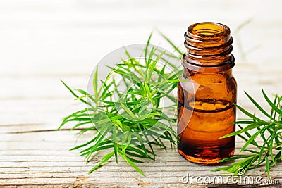 Fresh tea tree twig and essential oil on the wooden board Stock Photo