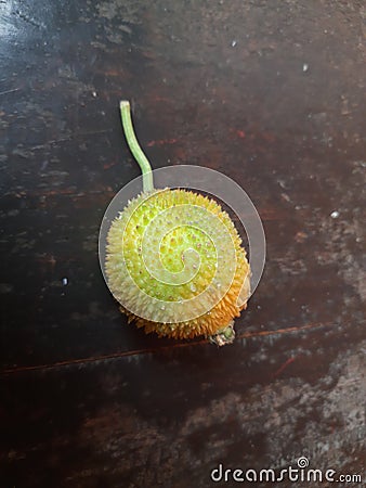 Fresh Teasel gourds in black background. Stock Photo