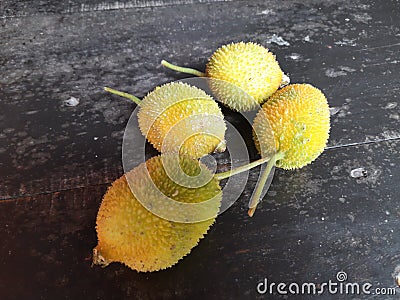 Fresh Teasel gourds in black background. Stock Photo