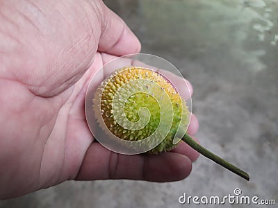 Fresh Teasel gourds. Stock Photo