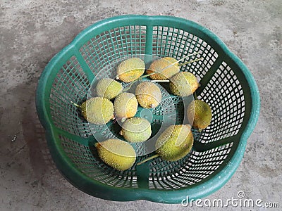 Fresh Teasel gourds. Stock Photo