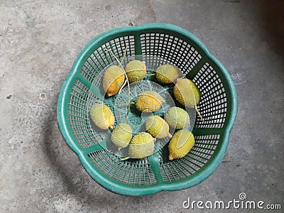 Fresh Teasel gourds. Stock Photo