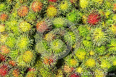 Fresh Thai rambutans Stock Photo