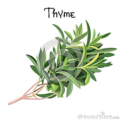 Fresh Thyme Vector Illustration