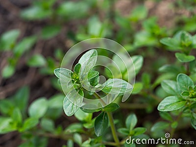 Fresh thyme growing in the garden, selective focus image Stock Photo