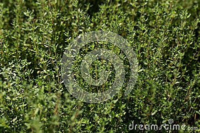 Fresh thyme herb growing in our organic garden, lemon thyme plants in sun light Stock Photo