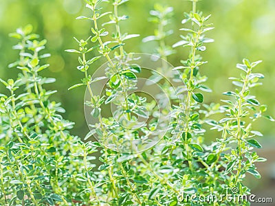 Fresh thyme herb grow, lemon thyme plants in sun light, herbal b Stock Photo