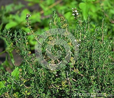 Fresh Thyme Herb grow outdoor. Thyme plant leaves Close-up. Fresh Organic flavoring Thyme plants growing. Stock Photo