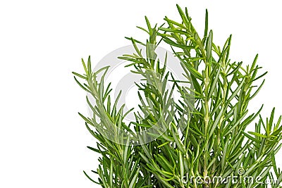 Fresh thyme herb. Fresh organic flavoring thyme plants growing. Stock Photo