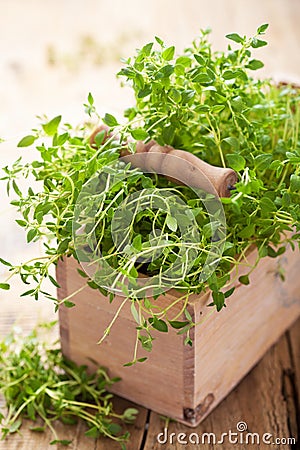 Fresh thyme herb in wooden box Stock Photo