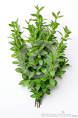 Fresh thyme leaves plant AI generated Stock Photo