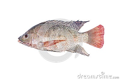 Fresh tilapia or nile tilapia fish Stock Photo