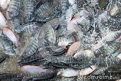 Fresh Tilapia and red tilapia in water Farm,fish in the cage Stock Photo