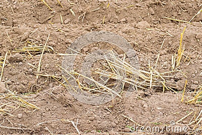 Fresh tillage background Stock Photo