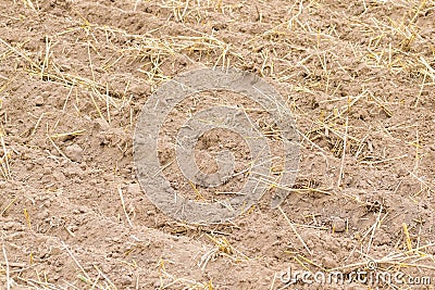 Fresh tillage background Stock Photo