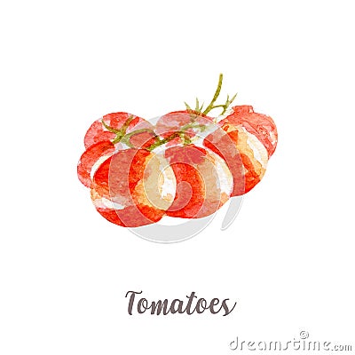 Fresh tomato illustration. Hand drawn watercolor on white background. Cartoon Illustration