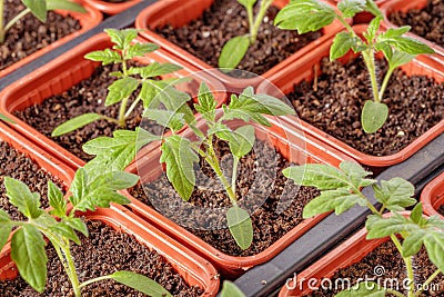 Fresh tomato seedling Stock Photo