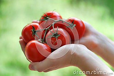 Fresh tomatoes Stock Photo