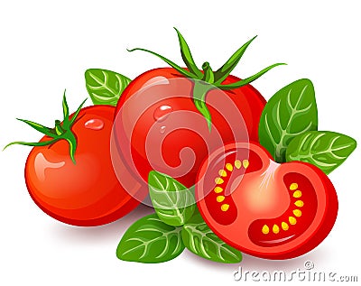 Fresh tomatoes with basil on white background Vector Illustration