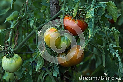 Fresh tomatoes. Cerry Stock Photo