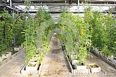 Fresh tomatoes grown in greenhouses Stock Photo