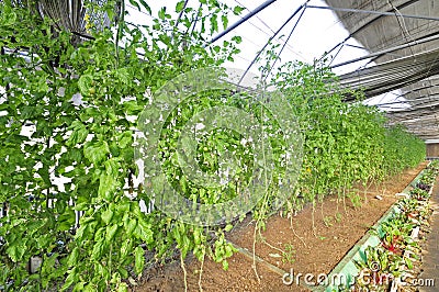 Fresh tomatoes grown in greenhouses Stock Photo