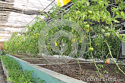Fresh tomatoes grown in greenhouses Stock Photo