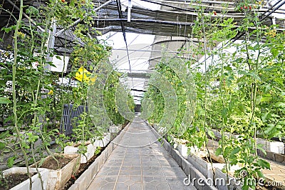 Fresh tomatoes grown in greenhouses Stock Photo