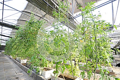 Fresh tomatoes grown in greenhouses Stock Photo