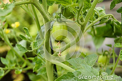 Fresh tomatoes just growing in the yard Stock Photo