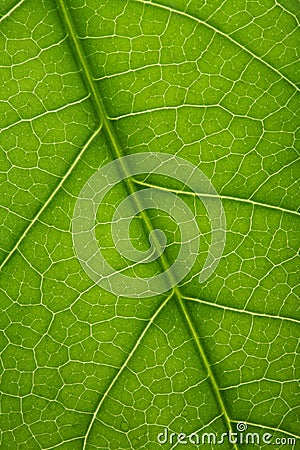 Fresh tree leaf texture Stock Photo