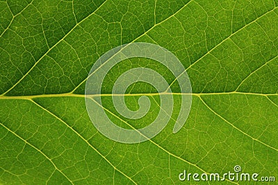 Fresh tree leaf texture Stock Photo