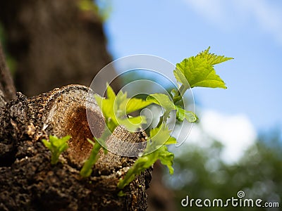 Fresh tree saplings growing out of the cut branch Stock Photo