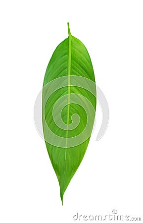 Fresh tropical green leaf of Heliconia plant isolated on white background without shadow Stock Photo