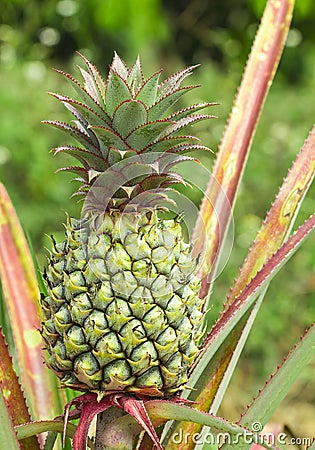 Fresh tropical pineapple Stock Photo