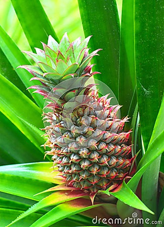 Fresh tropical pineapple Stock Photo