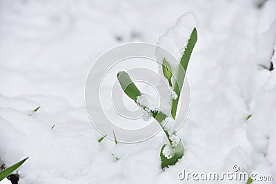 Fresh tulip flower in a garden under snow in April Stock Photo