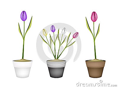 Fresh Tulip Flowers in Three Ceramic Pots Vector Illustration