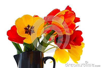 Fresh tulips Stock Photo