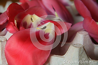 Fresh Tulips Petals Drying, Flower, Dried Flowers, Handmade, Floral Art, Artisan, Flower Market, Harvest, Harvesting, Homestead. Stock Photo