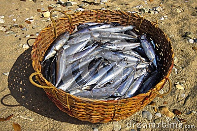 Fresh tuna in a basket Stock Photo