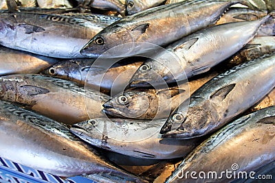 Fresh tuna at the fish market Stock Photo